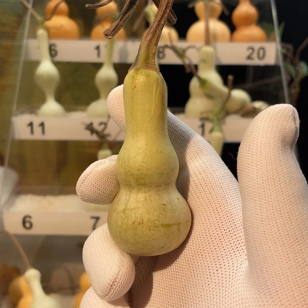 臭***氓木葫芦葫芦葫芦葫芦