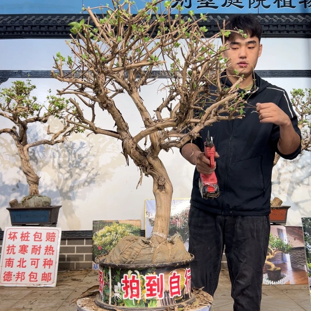 无花朵金银花开花1551569