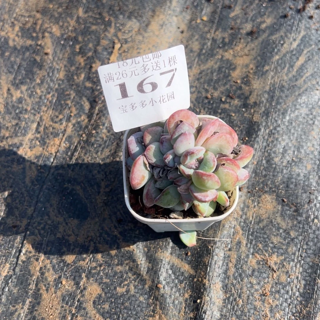 泡芙8头缀化一颗量拍多肉满18元包邮下午发货