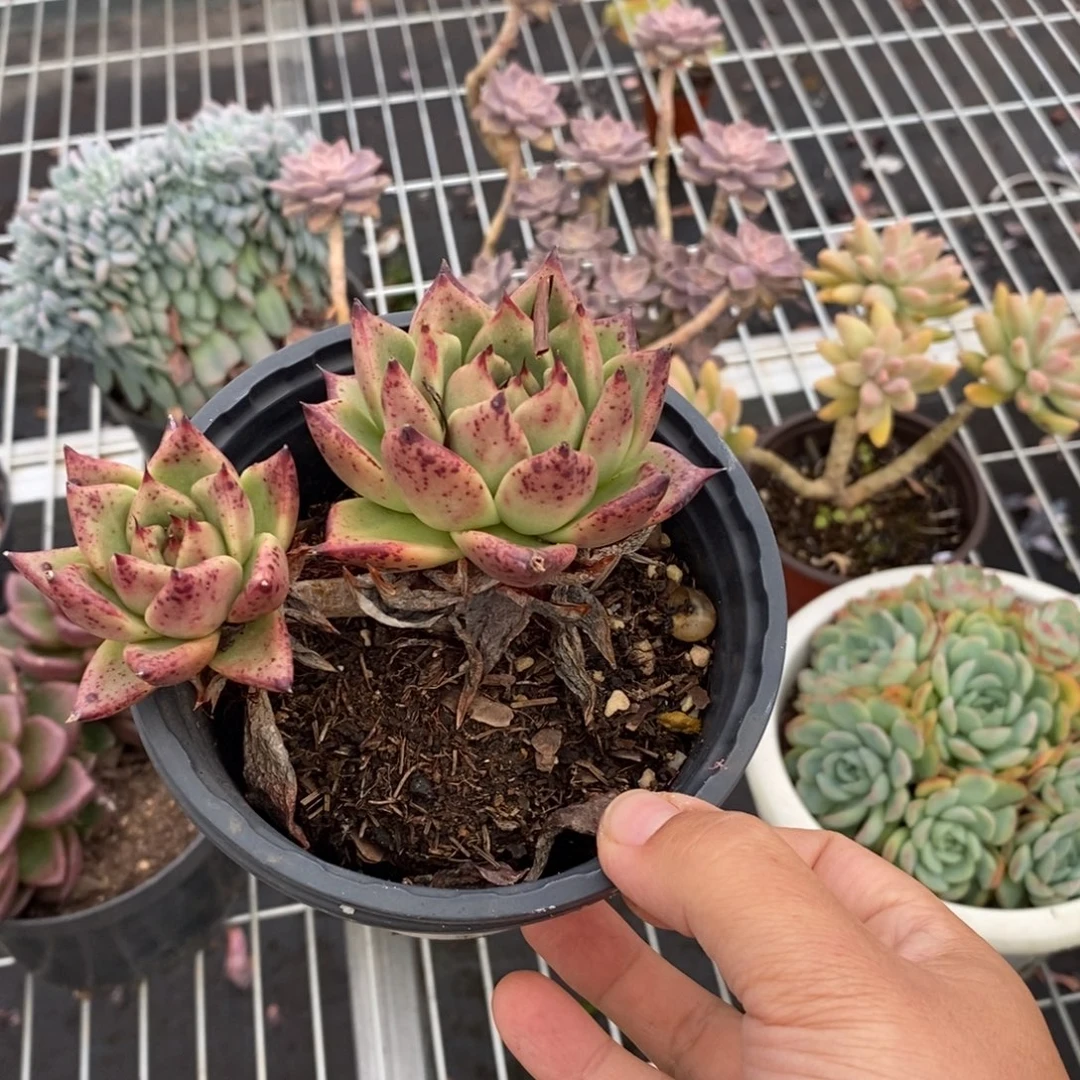 9108乌木一物一拍