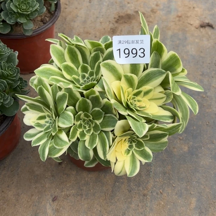 迈巴赫多肉法师1993