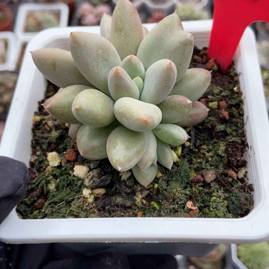 1958哥特多肉植物duorou