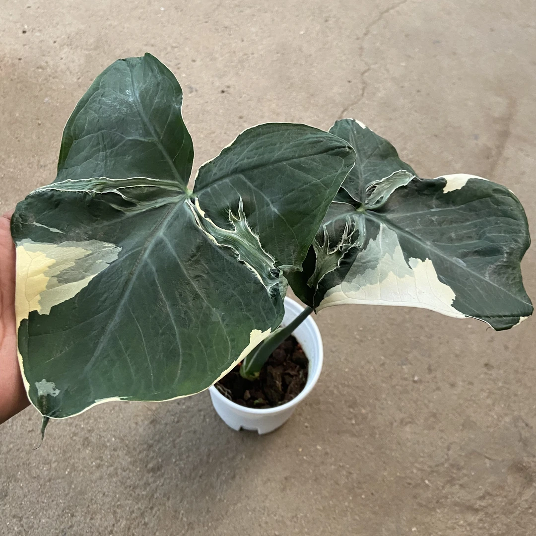 米奇海芋蝴蝶白锦皱叶海芋Alocasia米奇牛奶芋ins奇趣植网红盆栽