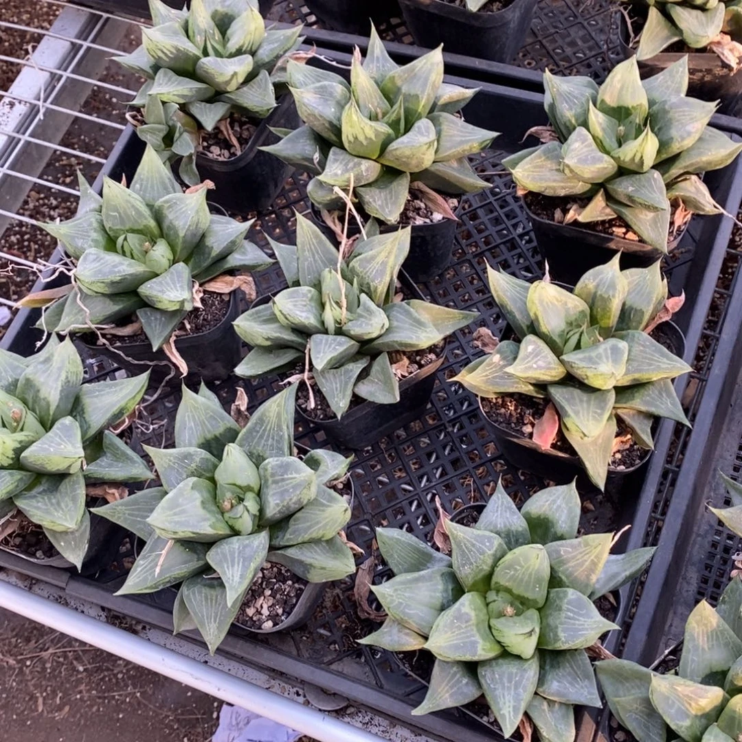 一颗超级大裹般若 挑好的发货 新年福利