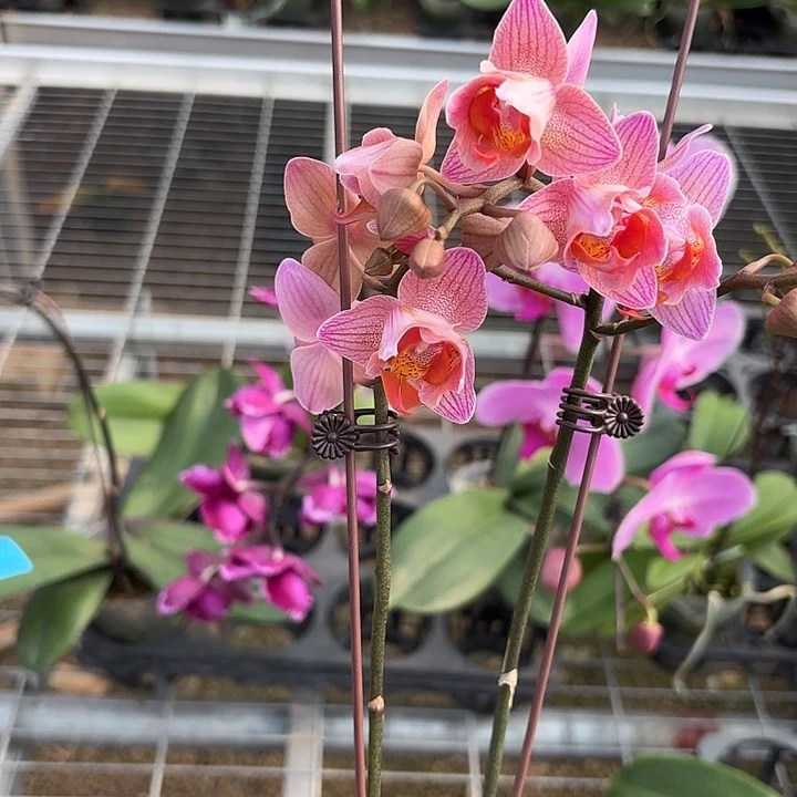 c***h完全开放0622蝴蝶兰变异