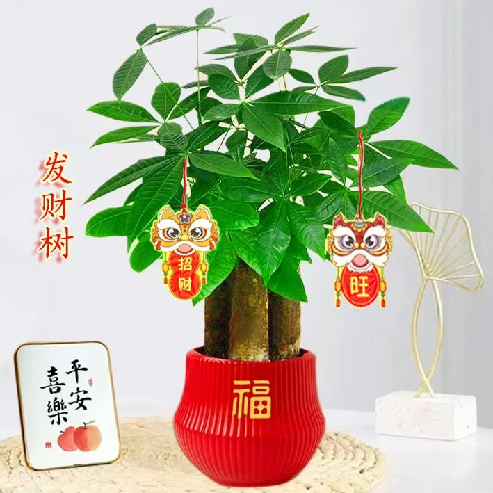 【三杆发财树】室内好养护桌面绿色盆栽花卉鲜活植物观叶耐旱