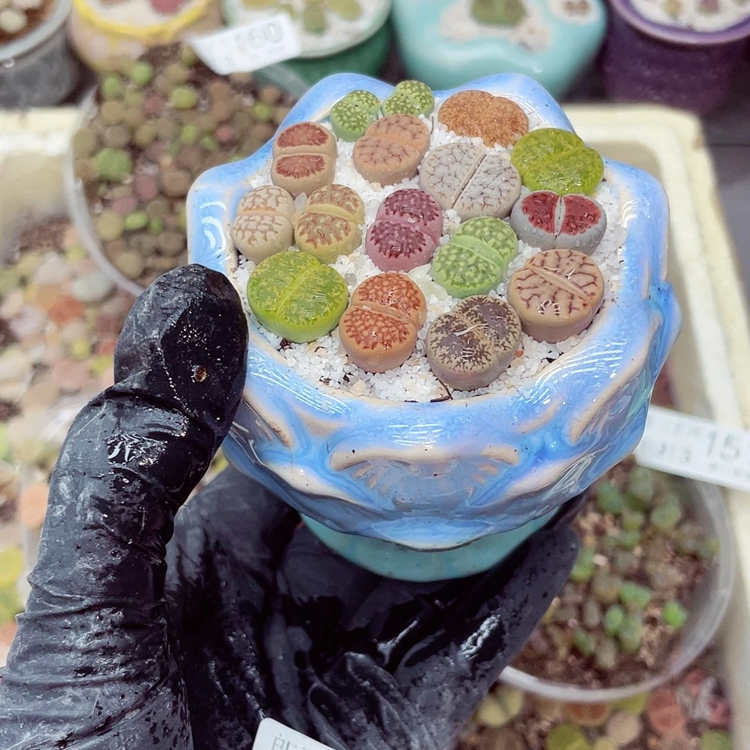 生石花18包邮0913-162