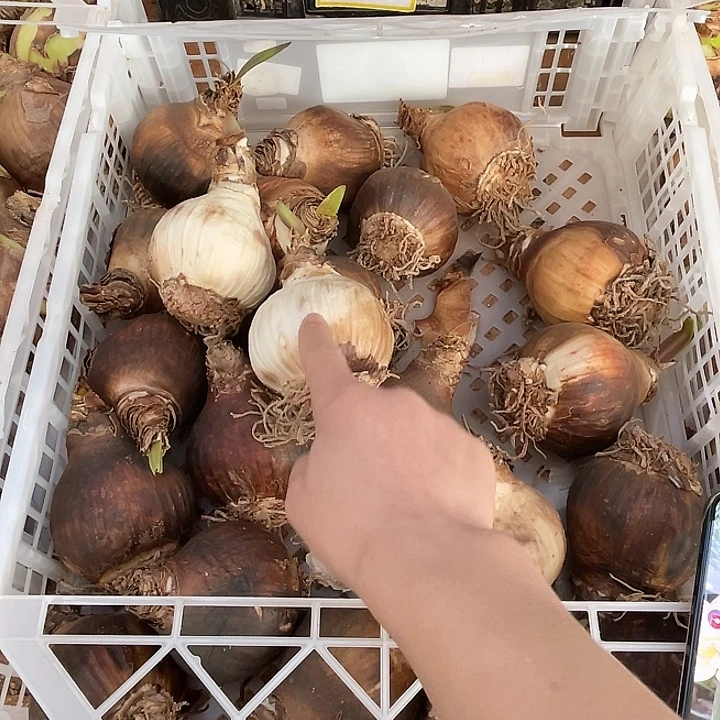 直播间帝卡之星7.5左右一颗