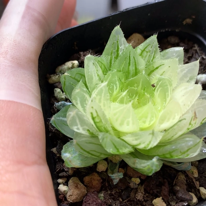 樱水晶玉露锦带盆土发货