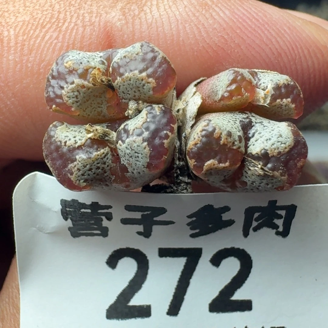蝴蝶勋章。