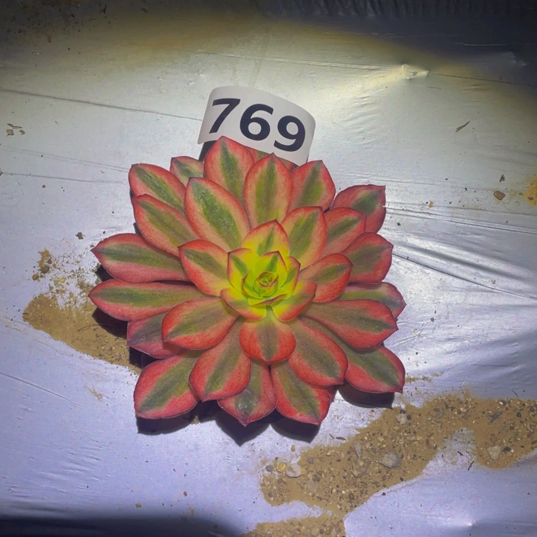 媚金皇锦多肉植物769