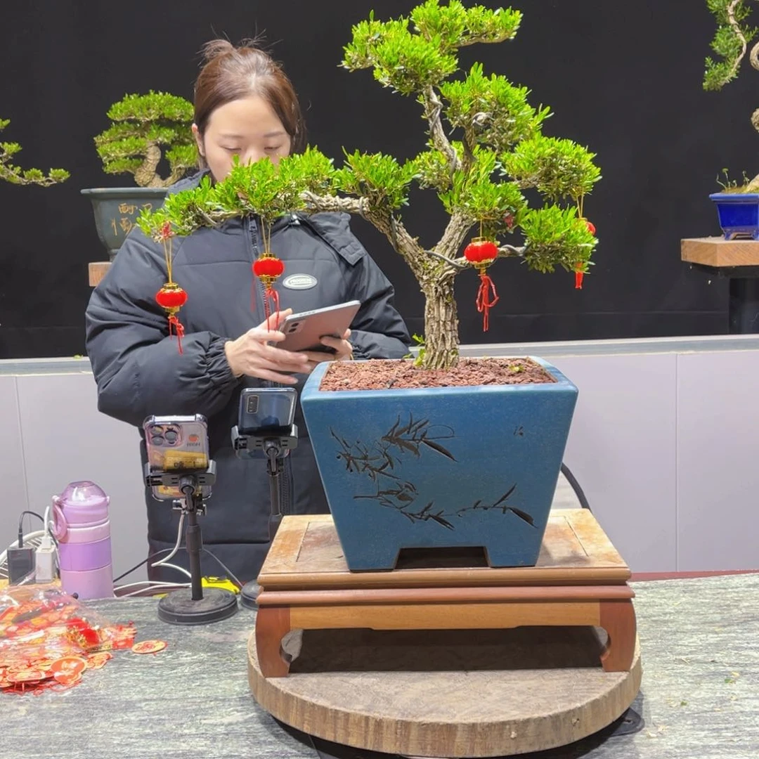 黄杨绿植盆景雀舌软枝