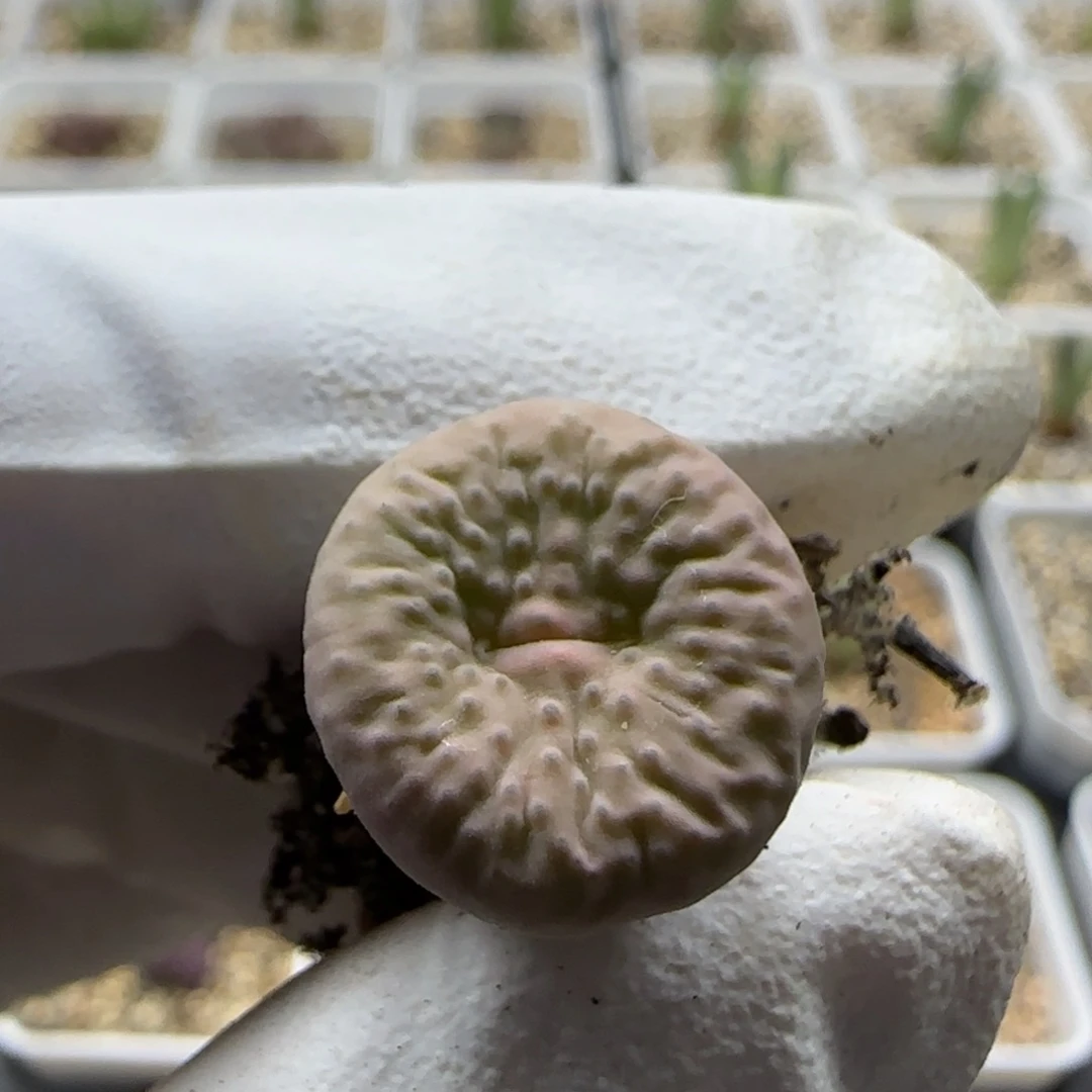 美***u6-25当天满38包邮大型奶油嘟嘟嘴1.5cm