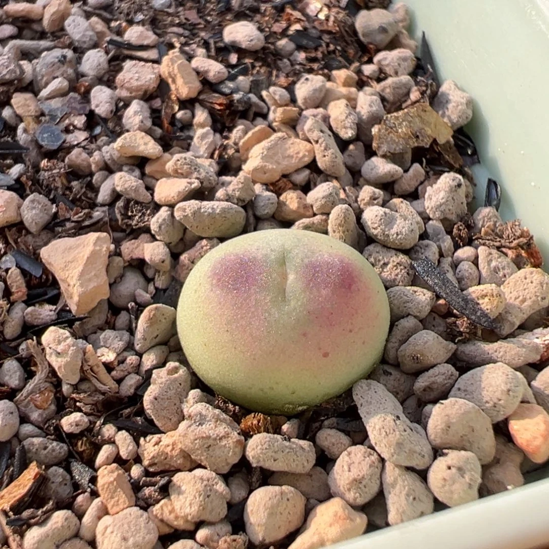 害羞的脸庞 小腮红草莓慕斯