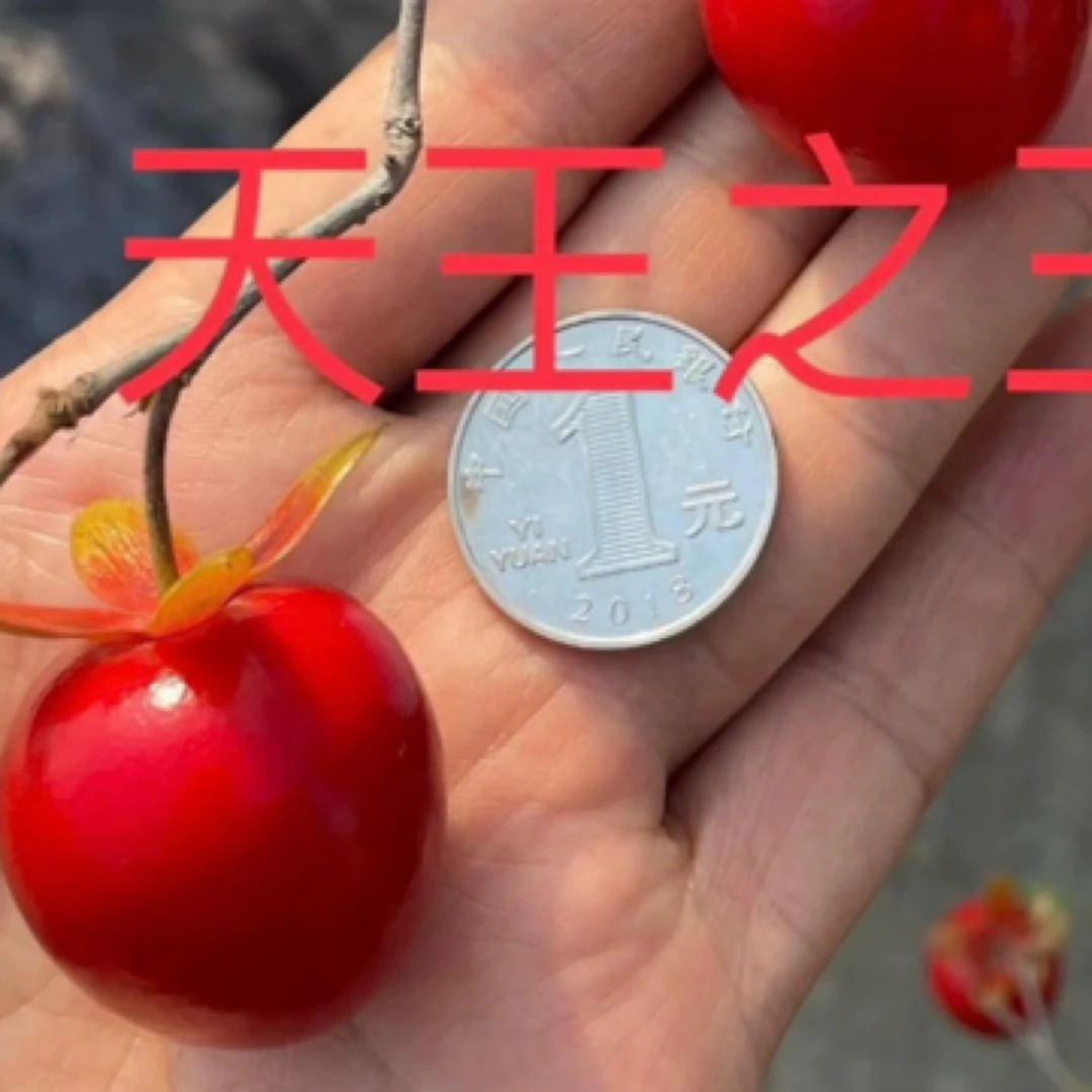 老鸦柿盆景天王亩王