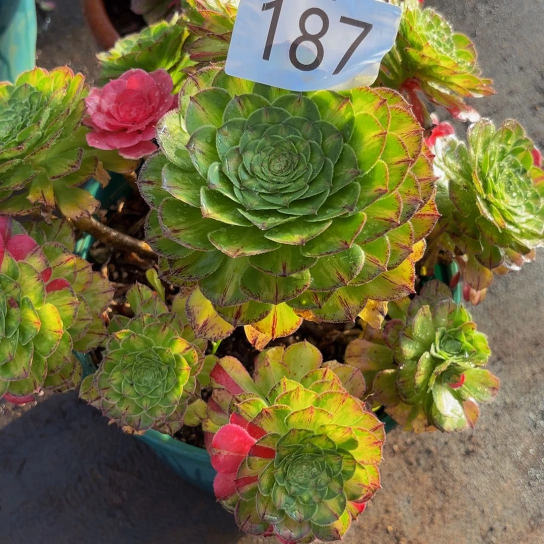 半***过187多肉植物知否特价