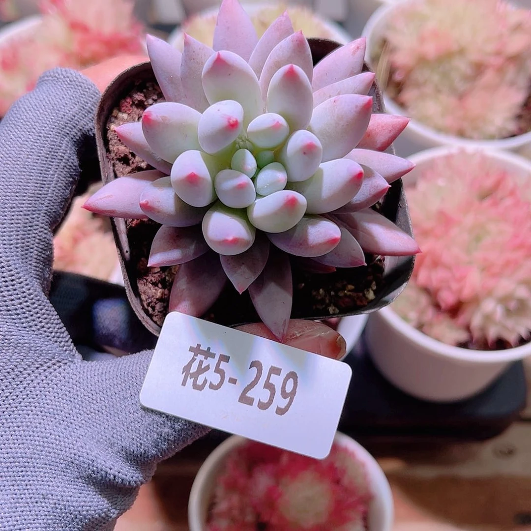 花05-259所罗门单头