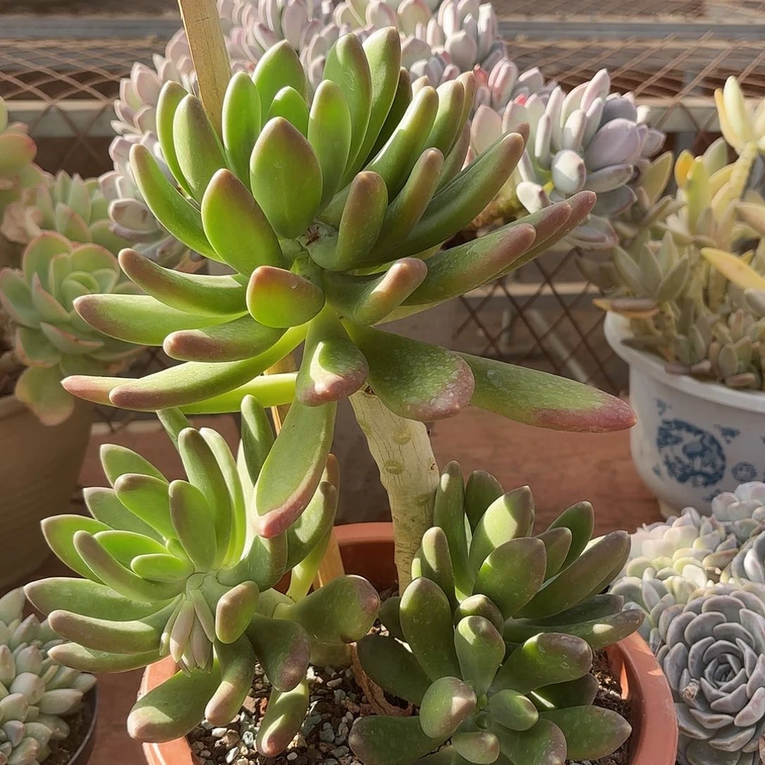 同温层多肉金蝉292