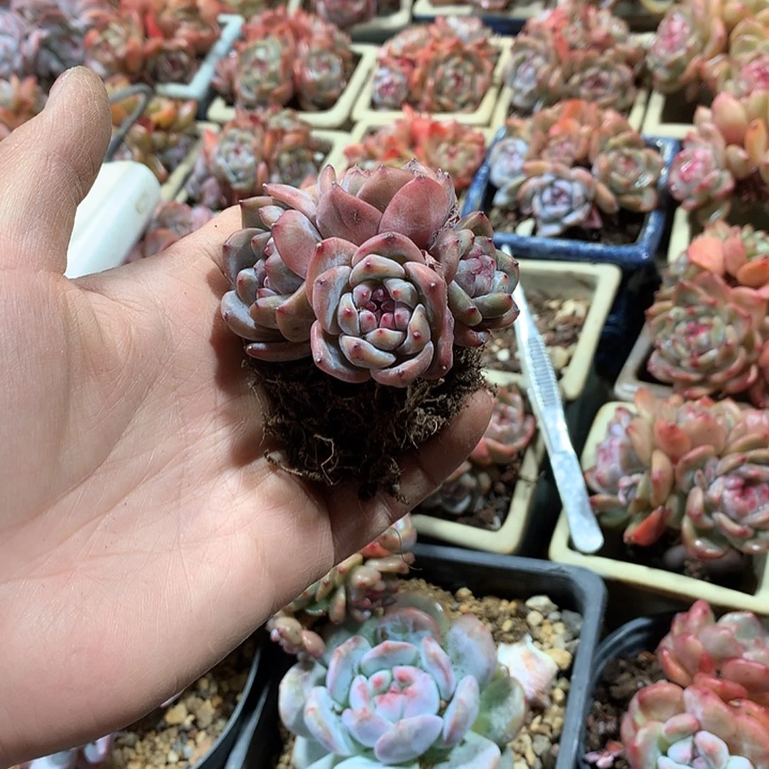 铲屎官哈哈哈哈哈哈哈