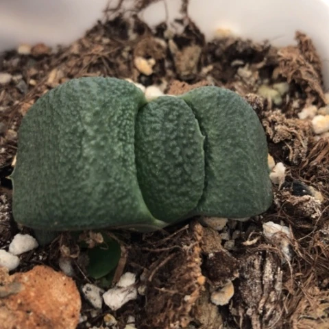 军配蜗牛多肉植物