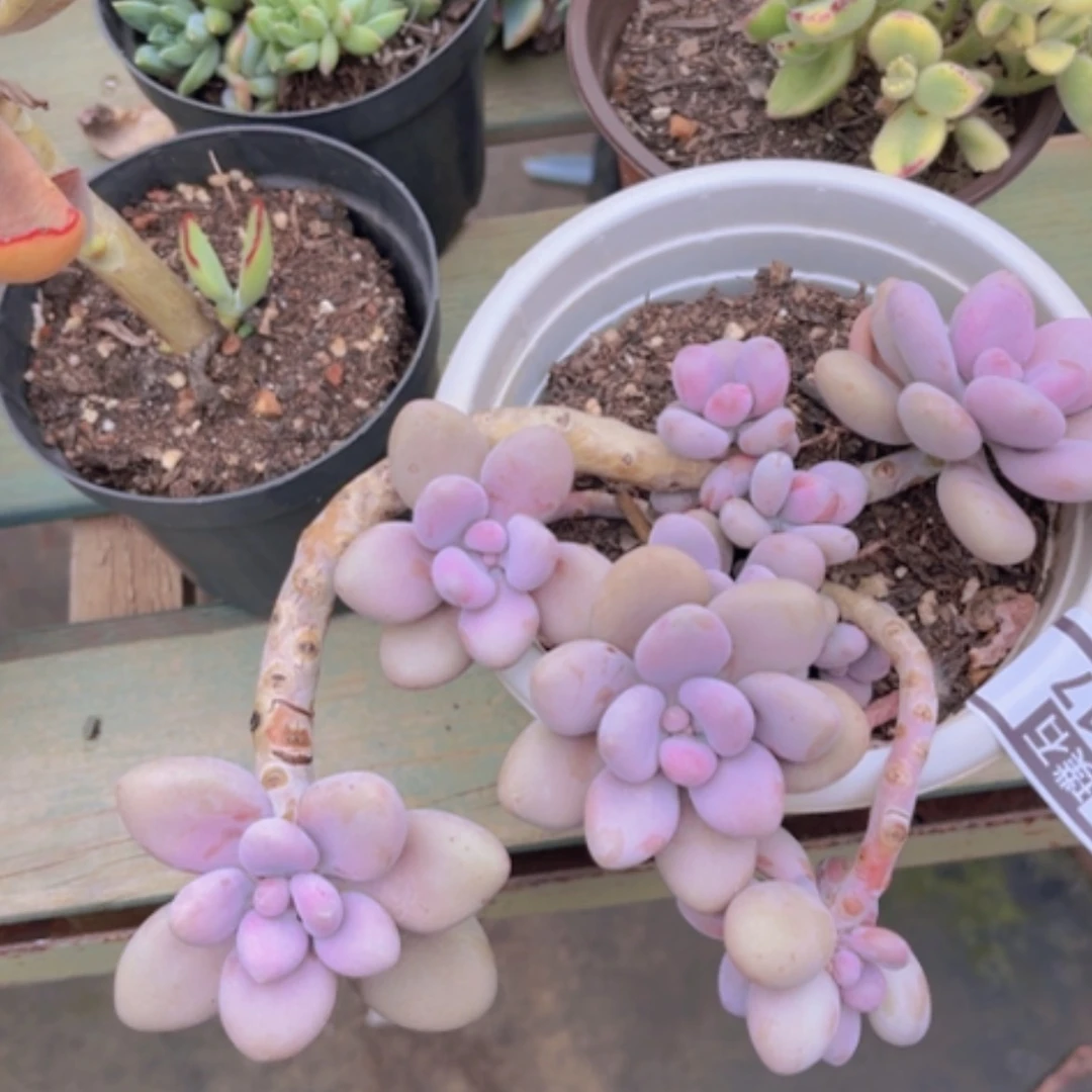 【闪购商品】桃蛋2817