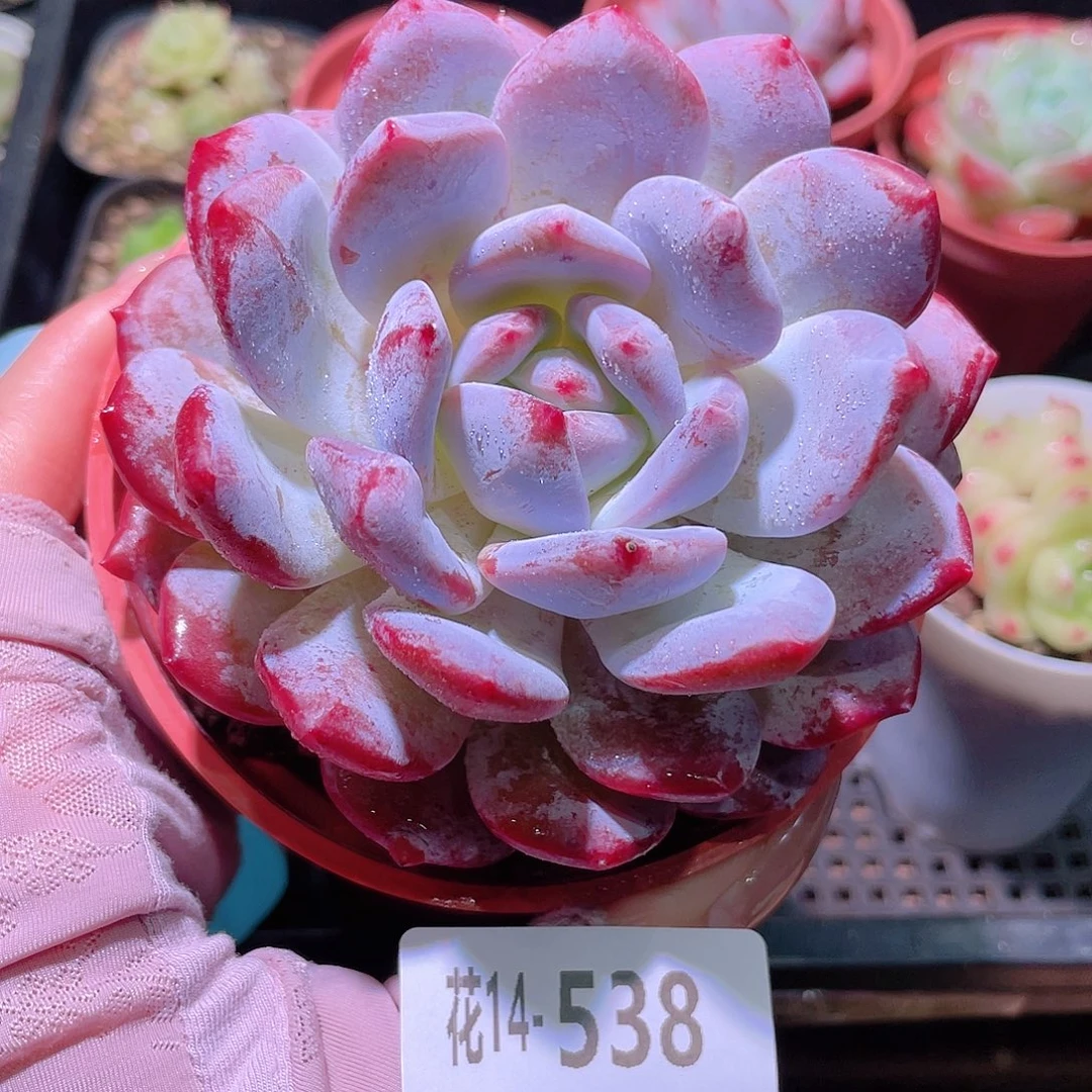 花利美14-538橙梦露