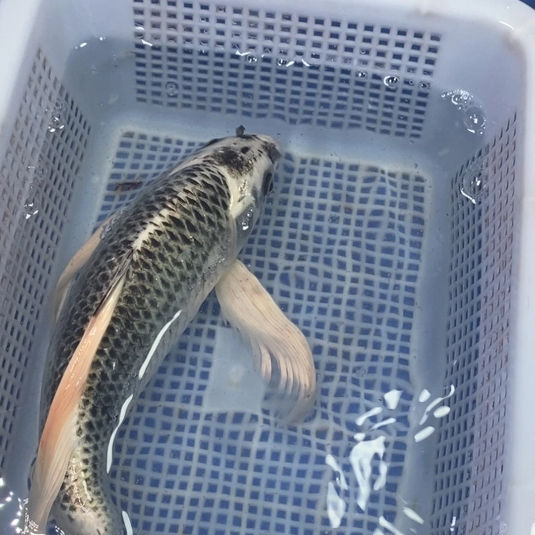 锦鲤冷水锦鲤包邮
