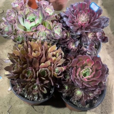981多肉植物组合