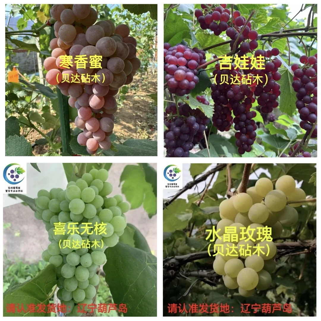 抗病4棵组合～（寒香蜜、吉娃娃、喜乐无核、水晶玫瑰）一年苗