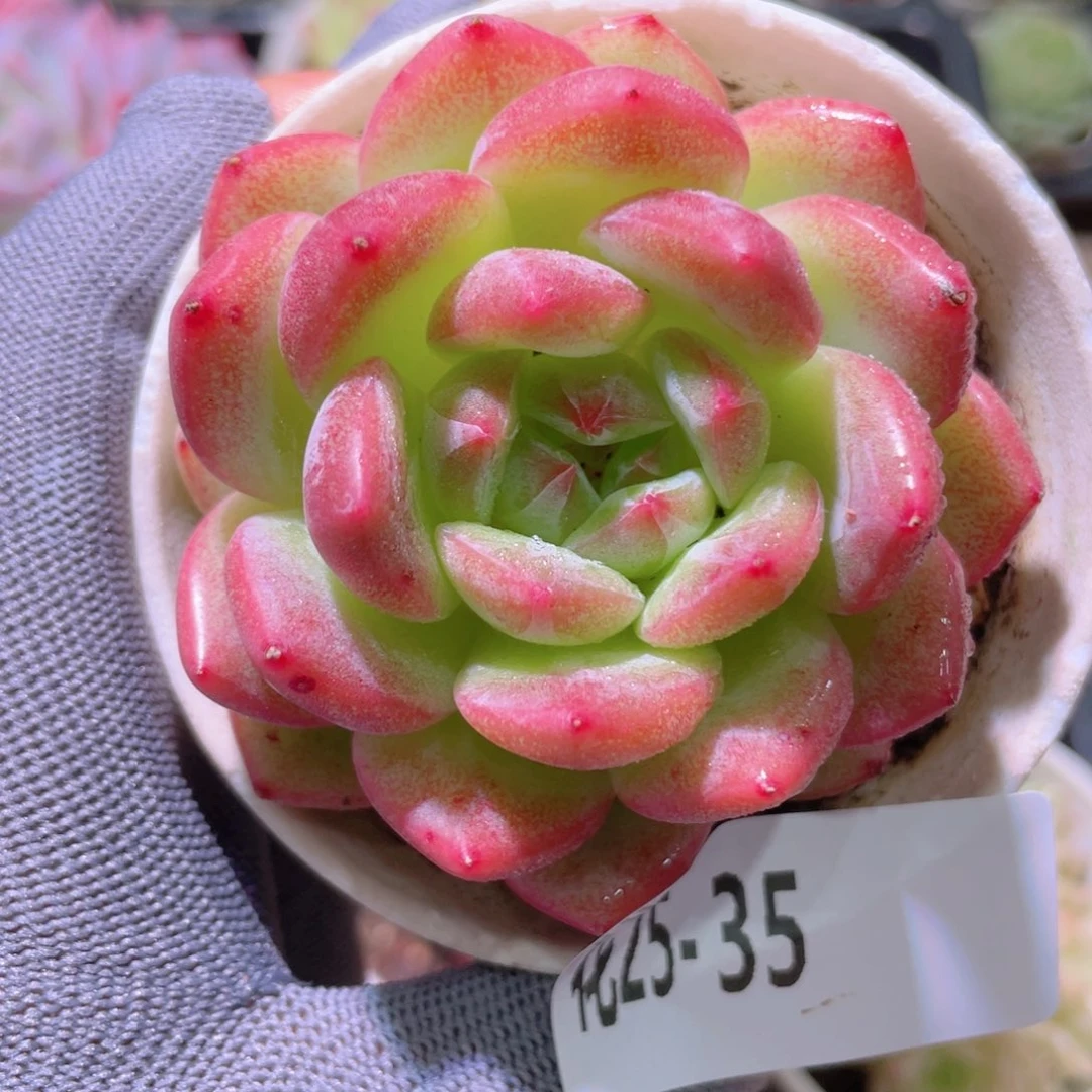 花利美25-35新品
