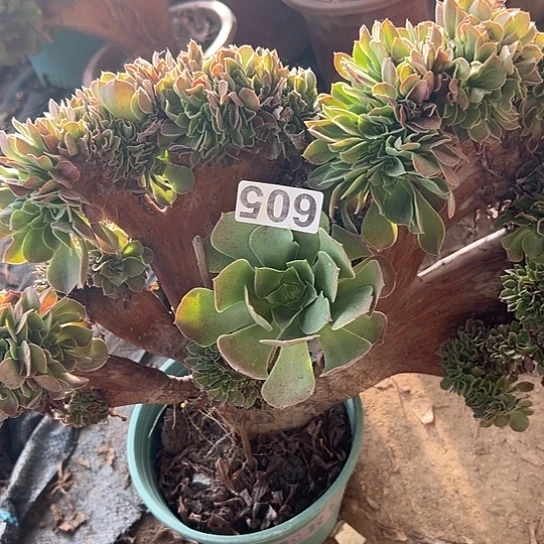 海****多肉植物一个玫瑰