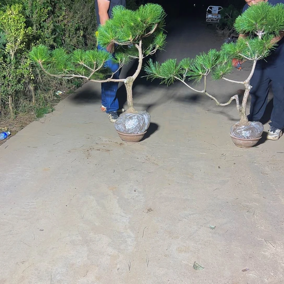 无花朵用****588888888888888