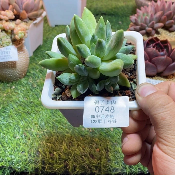 0748啊啊啊啊啊啊啊啊