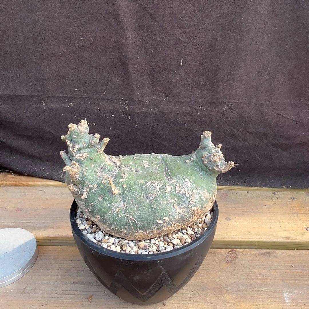 汤圆植物刺线蔓好看