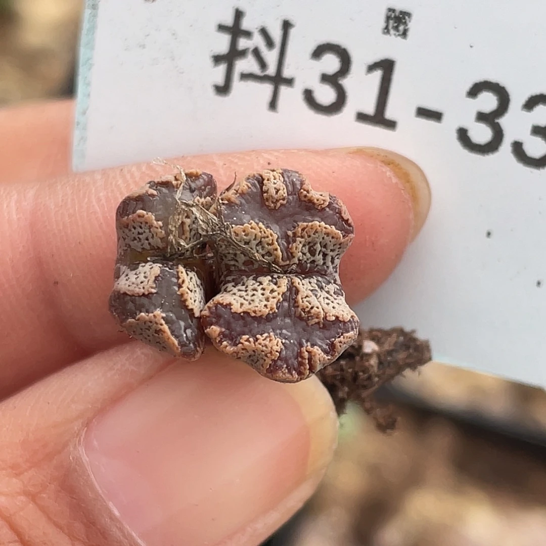 31-33超碟多肉植物