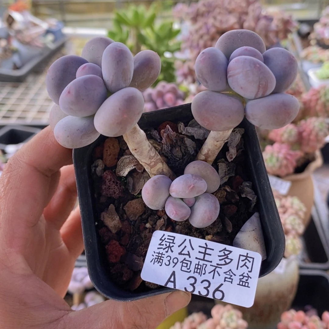 蛋黄奶336多肉植物