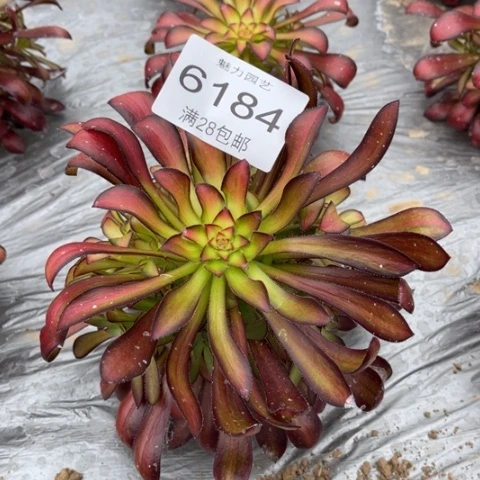 魅力多肉多肉6184