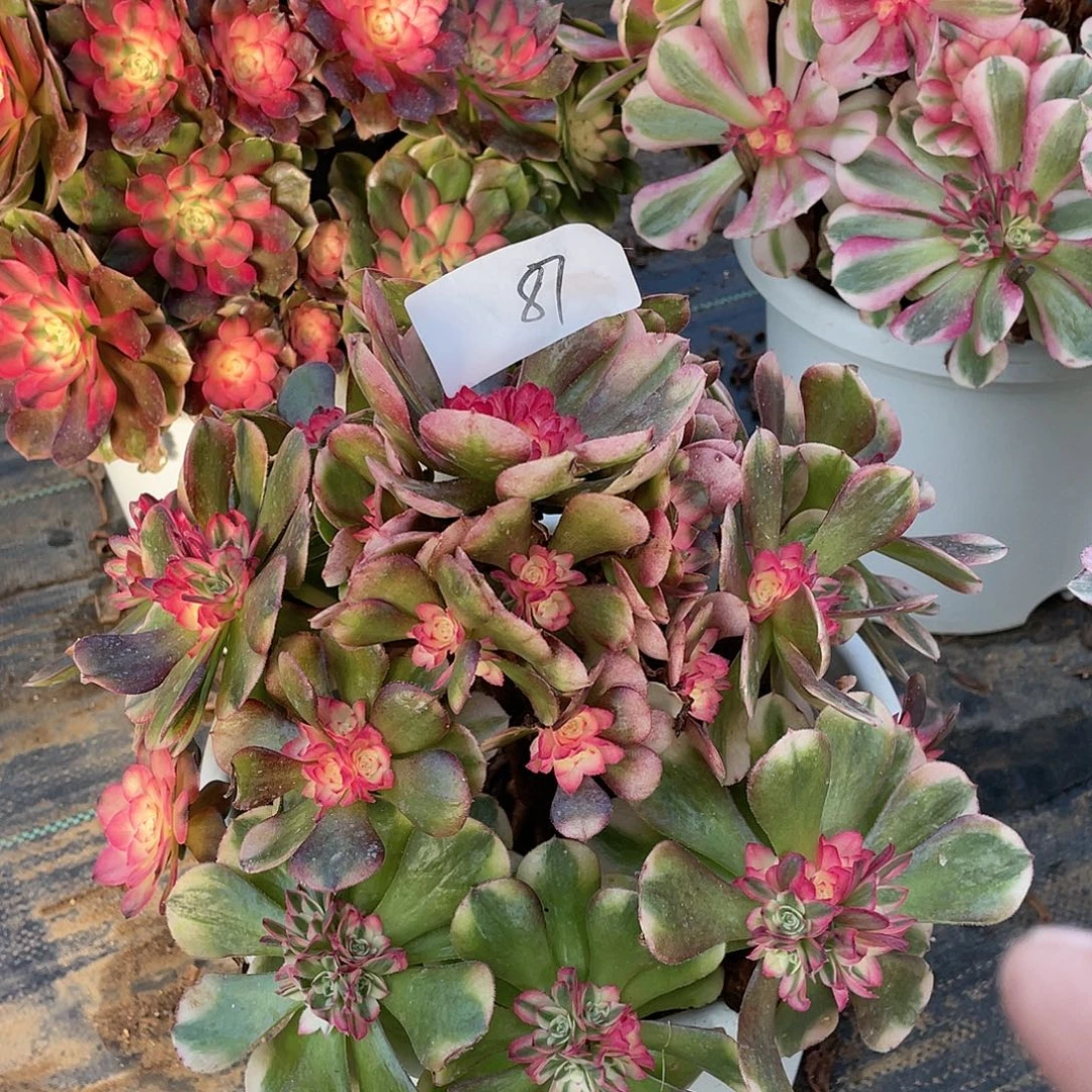 完全开放87111111111111111