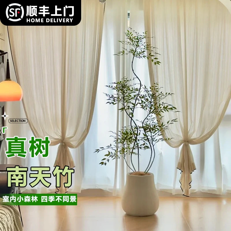 南天竹大棵大型南天竺老桩高级客厅大型客厅绿植客厅大摆件