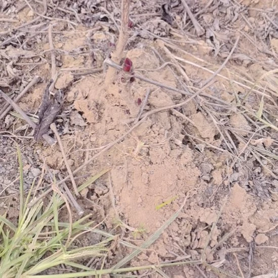 无花朵111111111111111111