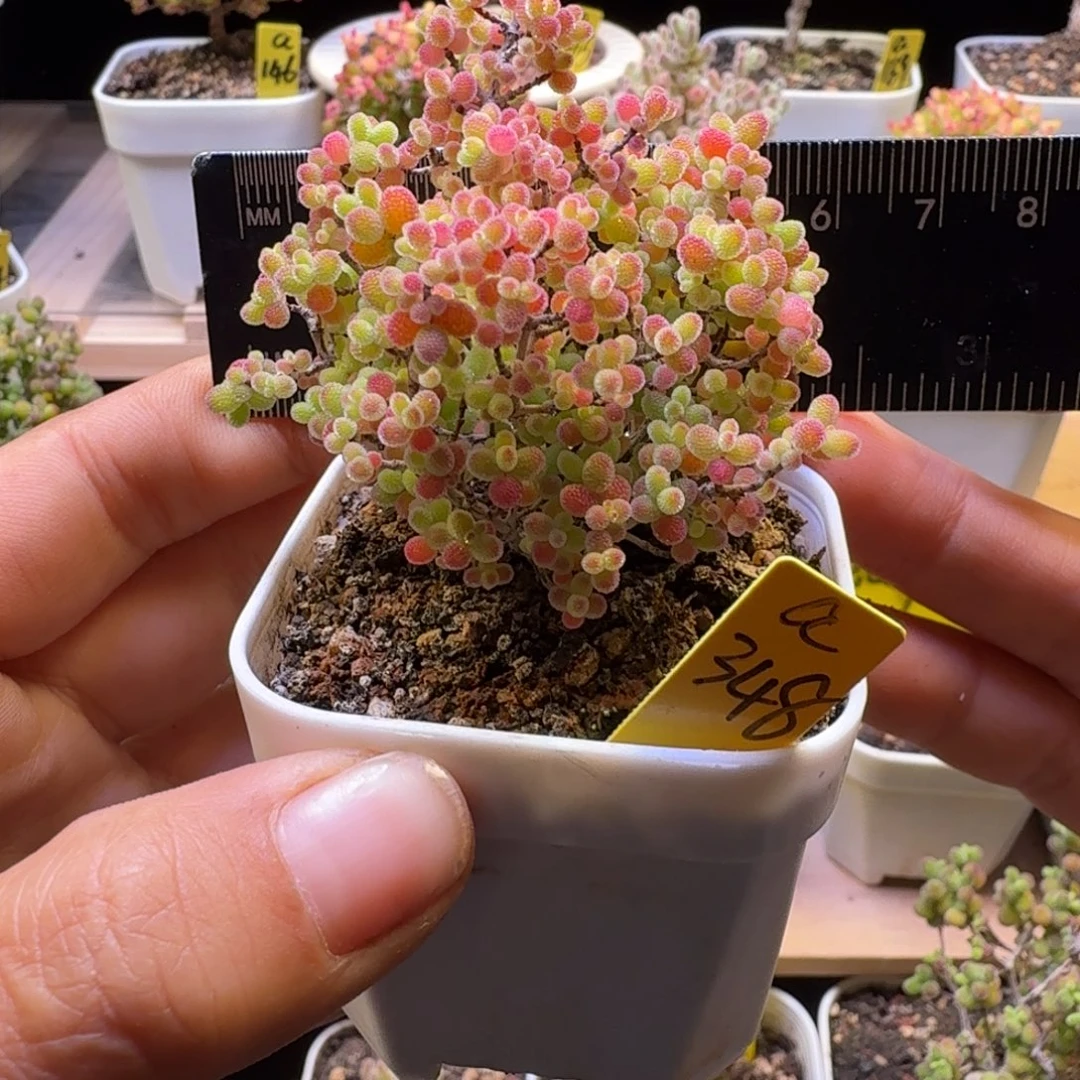 a348号蜜橘冠服6厘米左右