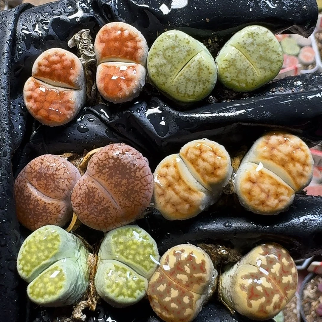 生石花111111。  128