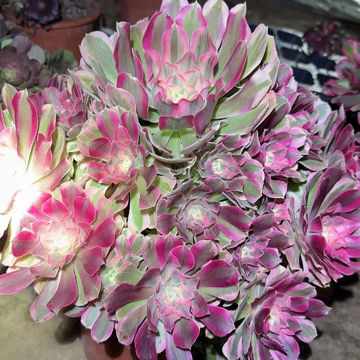 精品妖月巨无霸亏本福利34