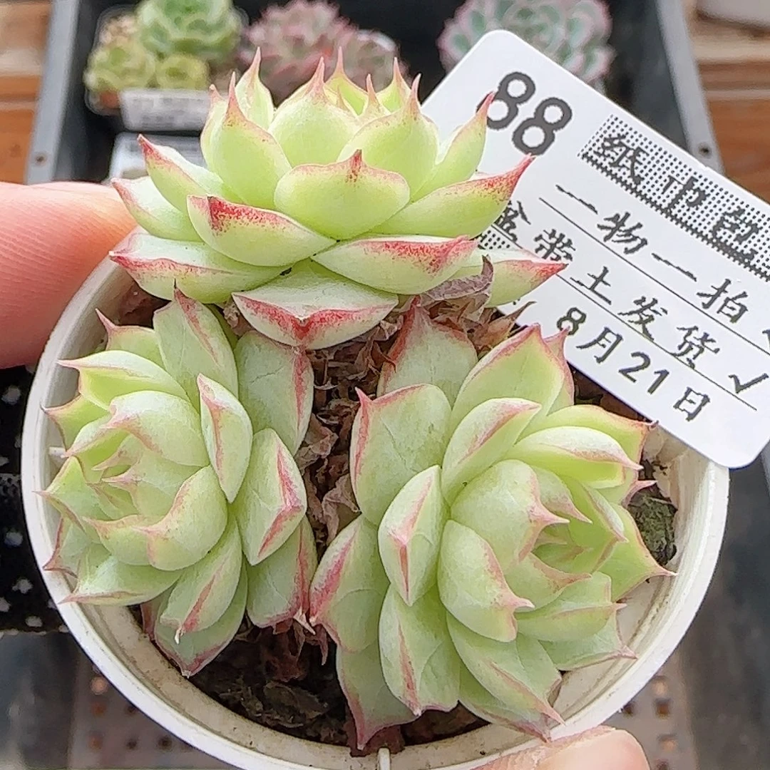 多肉0821-88女王玫瑰