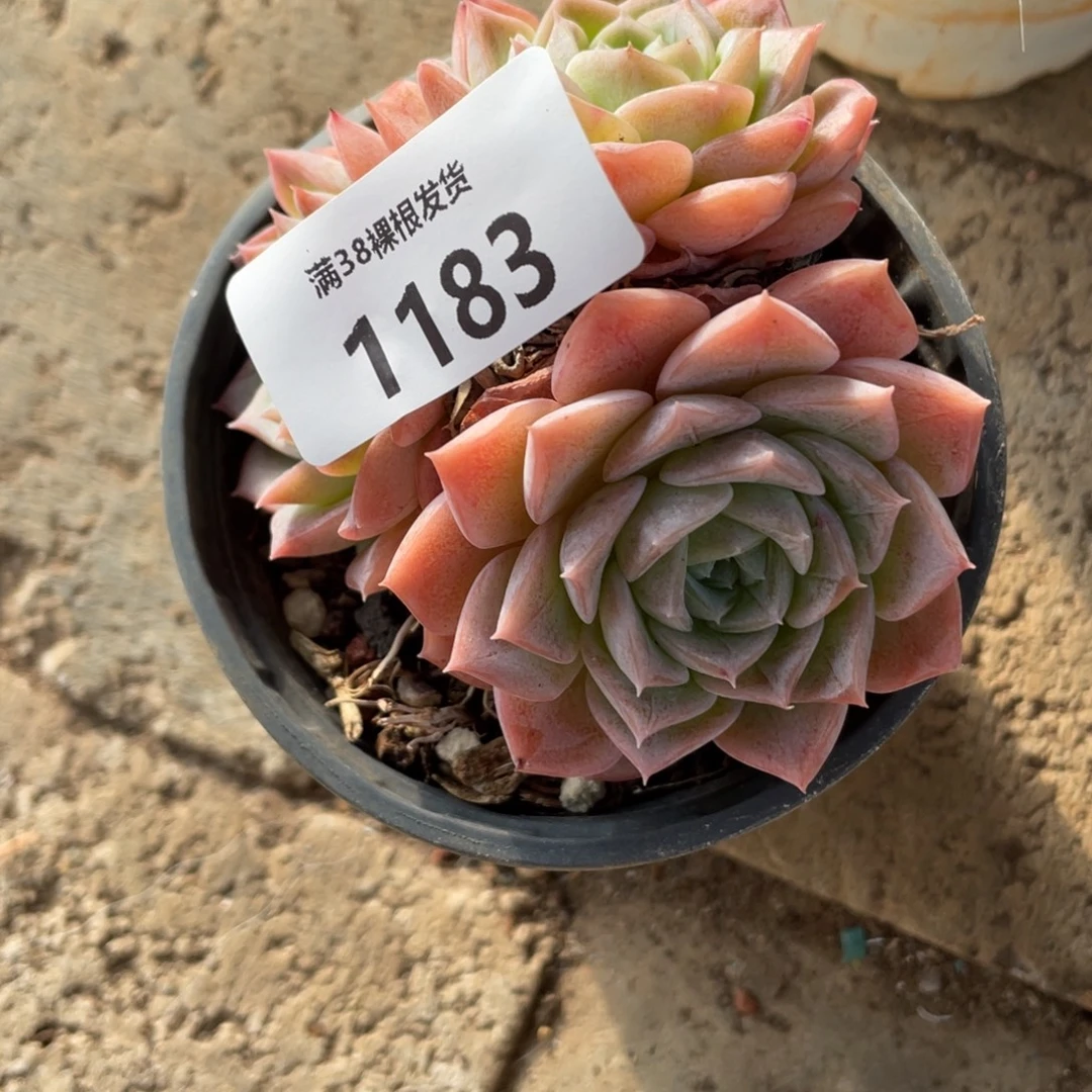 1183三头多肉植物一物一拍