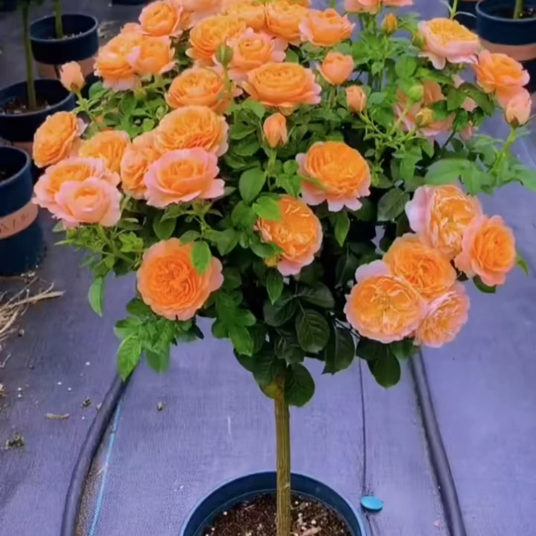 《养护棒棒糖月季》夏季树状开花植物适合阳台庭院多勤花丰花