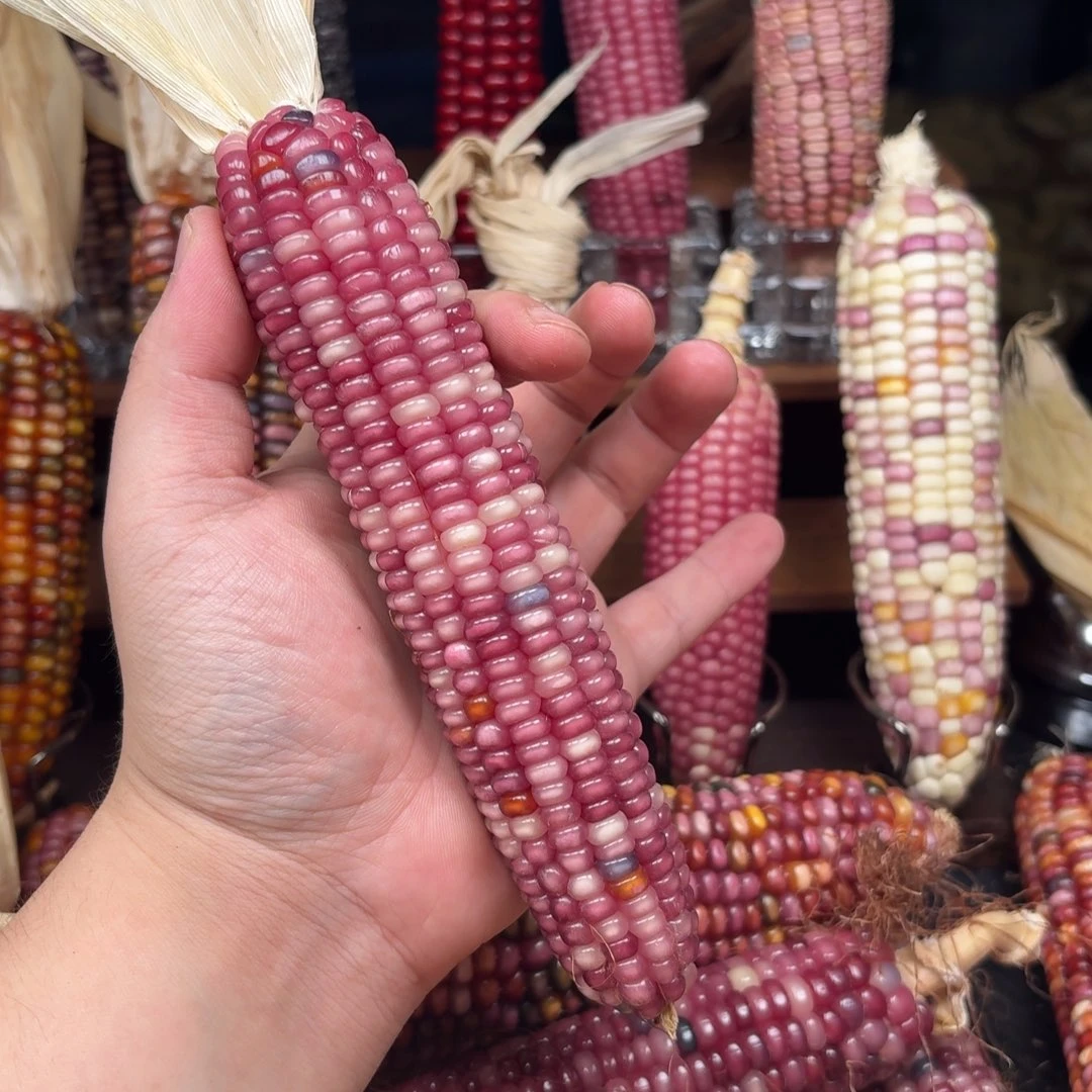 说***我吊坠柏香籽/百香籽