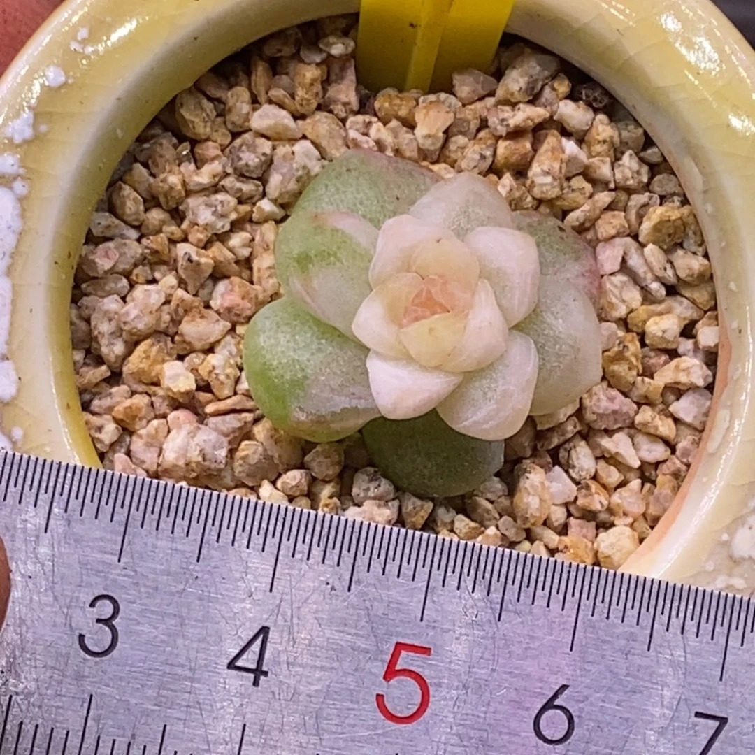 含***颠8131冰玉白富轮锦，单头拉丝