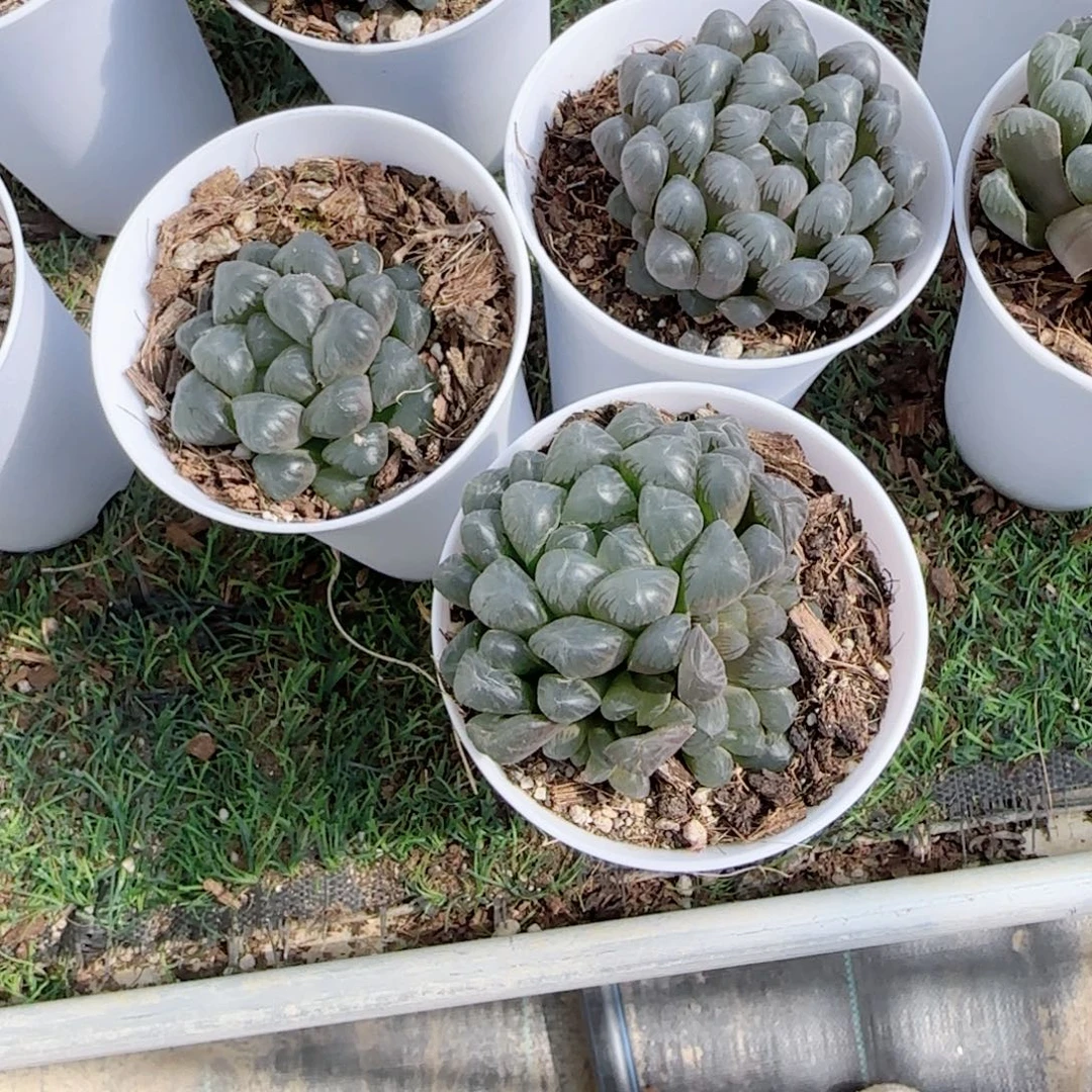 无花朵蓝镜群生玉露