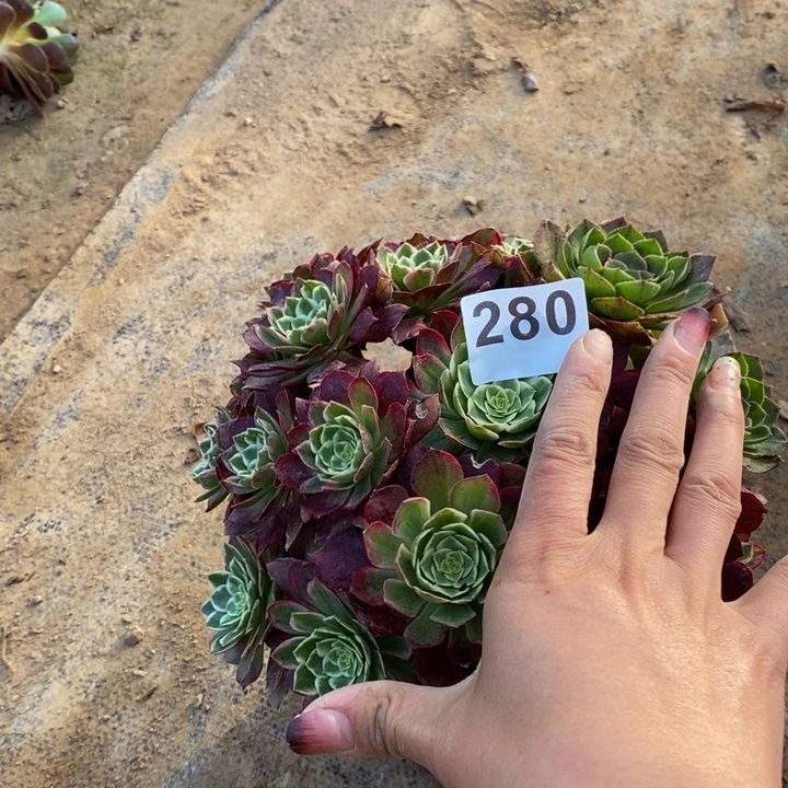 280莲花阴阳多肉